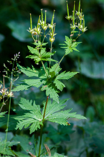 wood crane's-bill