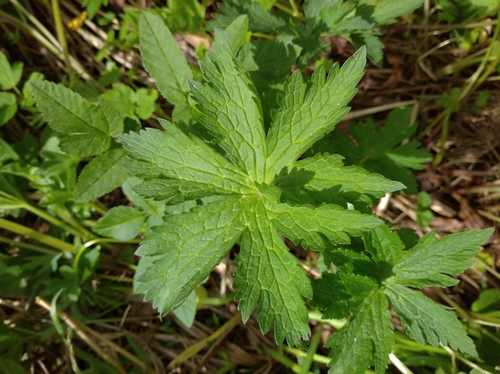 wood crane's-bill