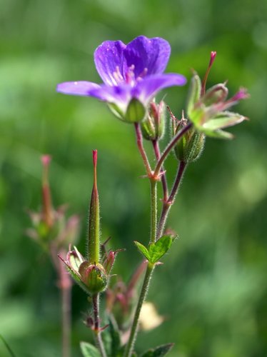 wood crane's-bill