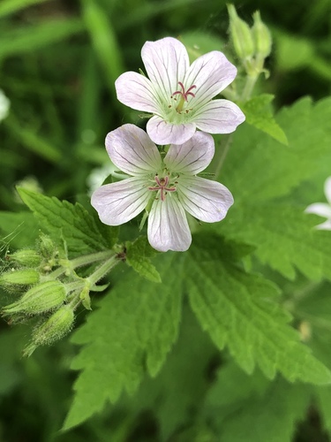 wood crane's-bill