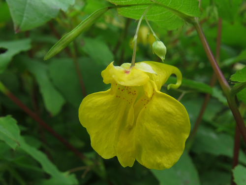 Touch-me-not Balsam