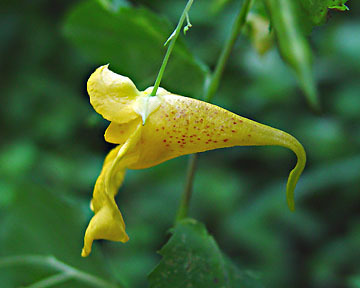 Touch-me-not Balsam