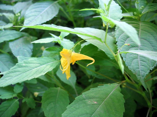 Touch-me-not Balsam