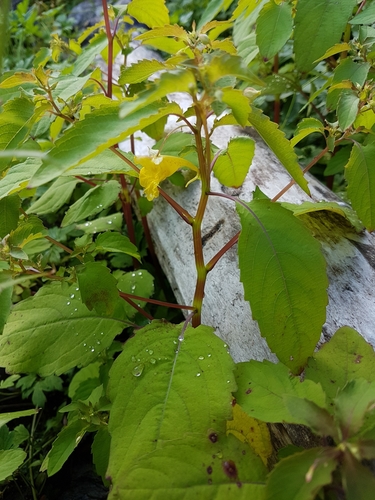 Touch-me-not Balsam
