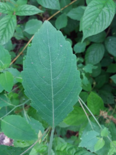 Touch-me-not Balsam