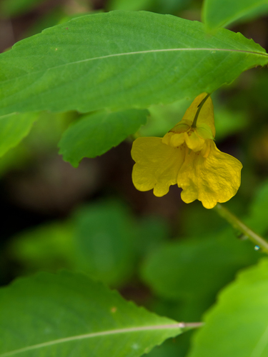 Touch-me-not Balsam