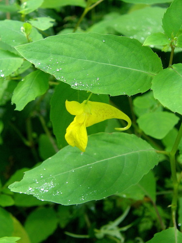 Touch-me-not Balsam