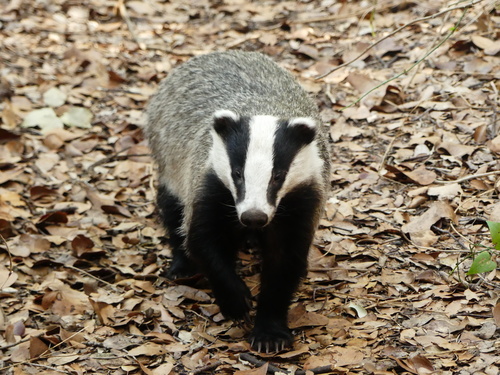 European Badger