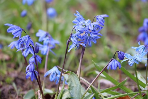 Siberian squill