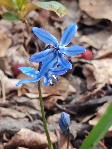 Siberian squill