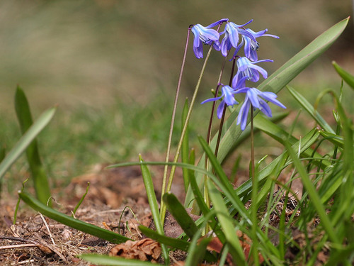 Siberian squill