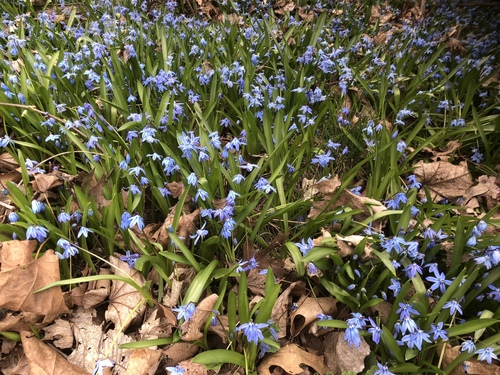 Siberian squill