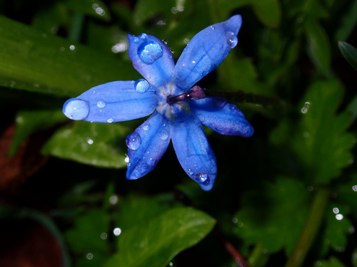 Siberian squill