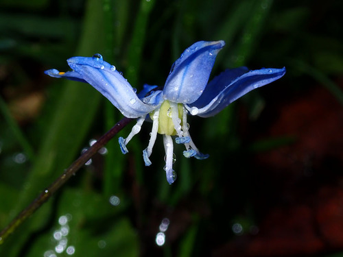 Siberian squill