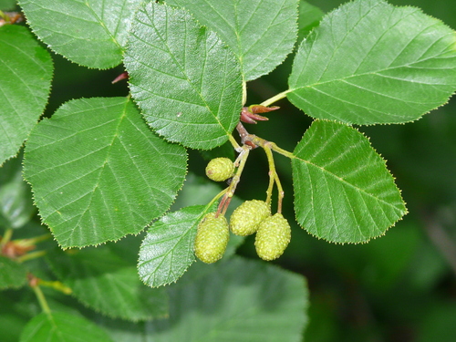 green alder