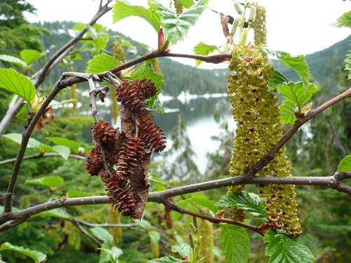 green alder