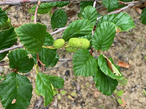 green alder
