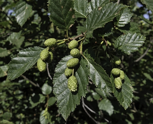green alder