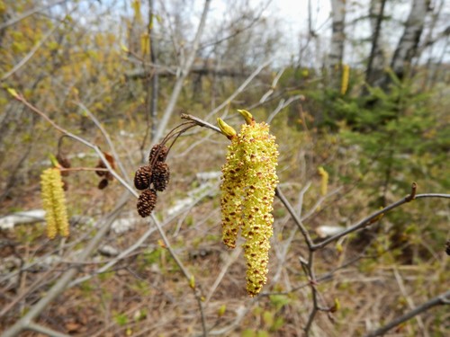 green alder