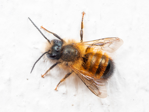 Red Mason Bee