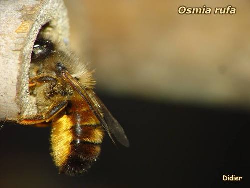 Red Mason Bee
