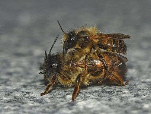 Red Mason Bee