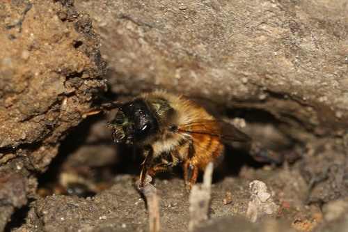 Red Mason Bee