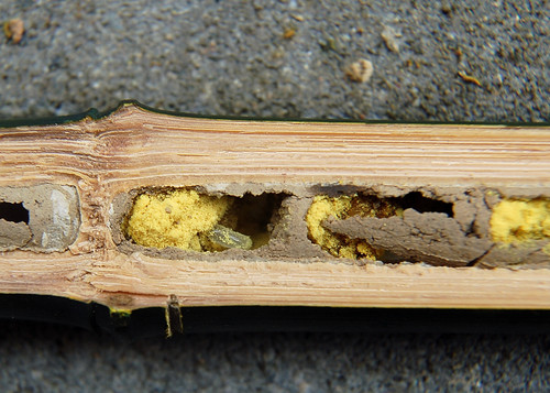 Red Mason Bee