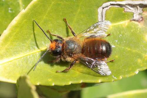 Red Mason Bee