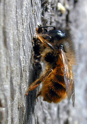 Red Mason Bee