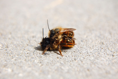 Red Mason Bee