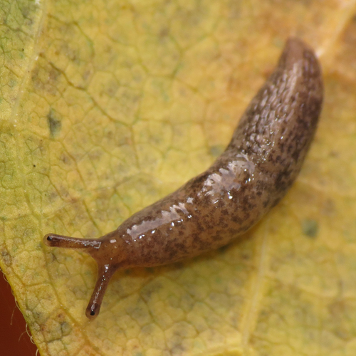 Smooth Land Slugs
