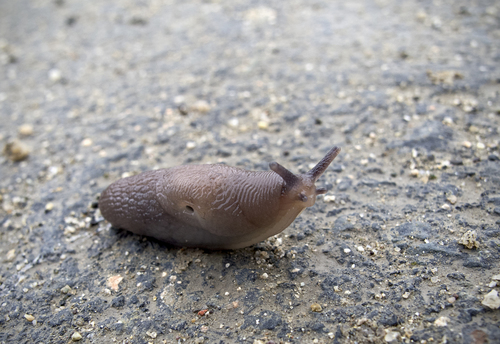 Smooth Land Slugs