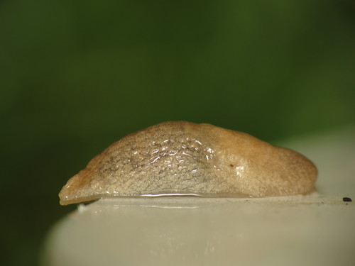 Smooth Land Slugs