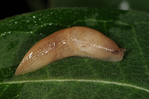 Smooth Land Slugs