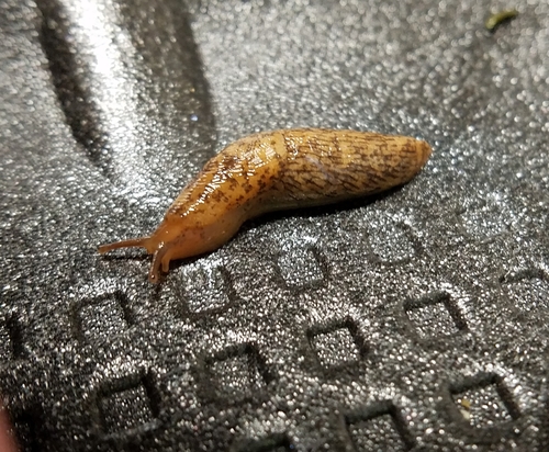 Smooth Land Slugs