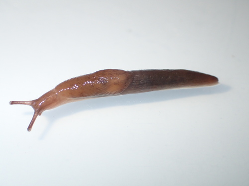 Smooth Land Slugs