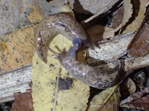 Smooth Land Slugs