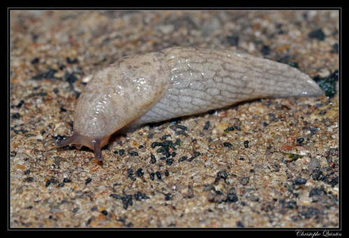 Smooth Land Slugs