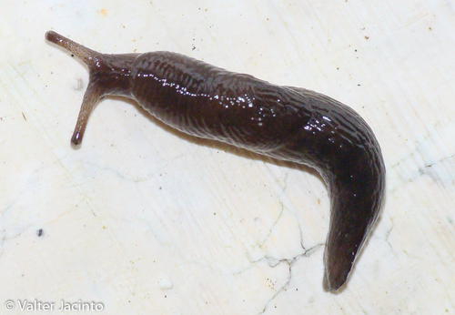 Smooth Land Slugs