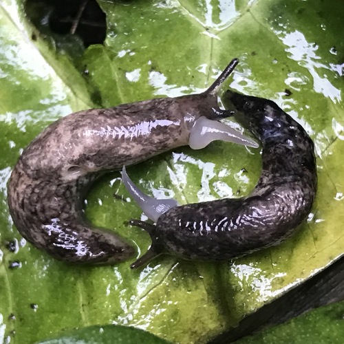 Smooth Land Slugs