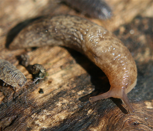 Smooth Land Slugs