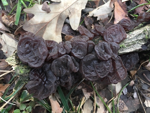 American Amber Jelly Fungus