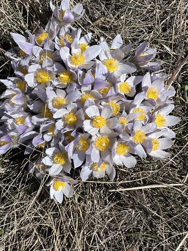 prairie pasqueflower