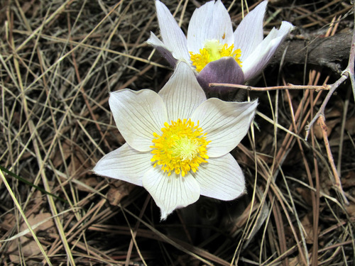 prairie pasqueflower