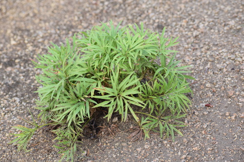 prairie pasqueflower
