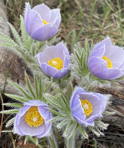 prairie pasqueflower