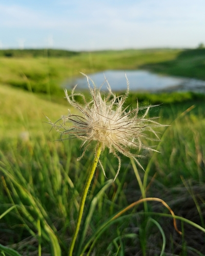 prairie pasqueflower