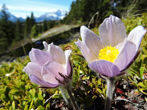 prairie pasqueflower
