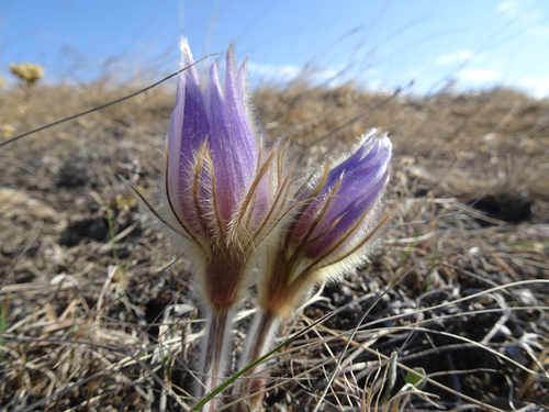 prairie pasqueflower
